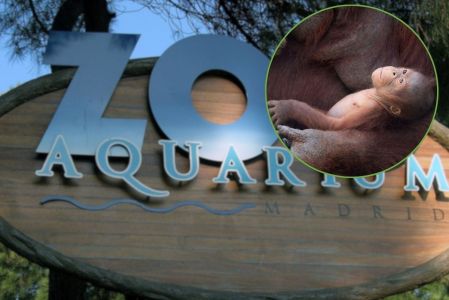 Nace un orangután de Borneo en el zoológico de Madrid, especie en peligro de extinción