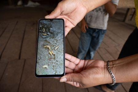 El 17 de abril de 2025 se confirmó el primer caso de miasis