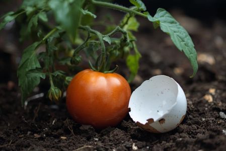 Cáscara de huevo para plantas: los 3 errores que están matando tu jardín