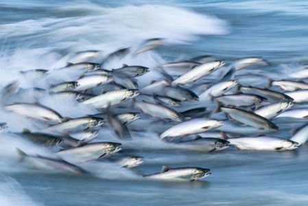Un estudio reveló que salmones expuestos a cocaína nadan más y recorren mayores distancias.