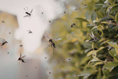 Qué mosquitos transmiten la malaria y cómo protegerte