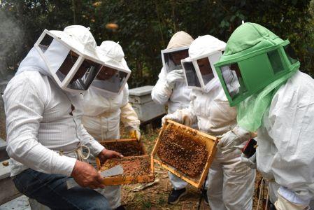 Más de 40% de los polinizadores invertebrados, incluidas abejas nativas y manejadas, se encuentran amenazados