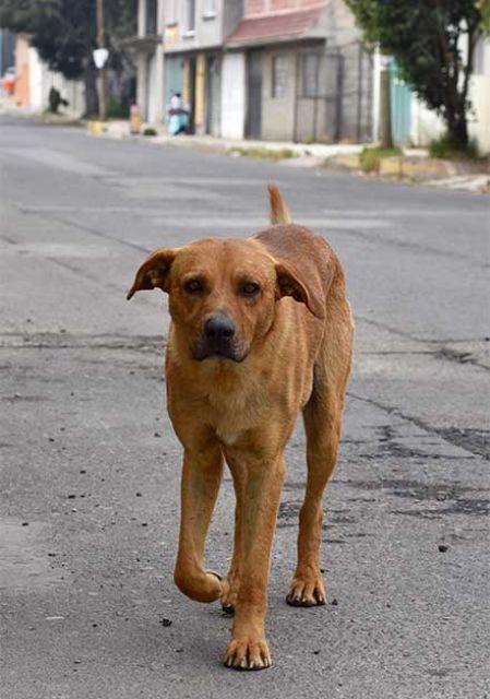 Perrito en la calle