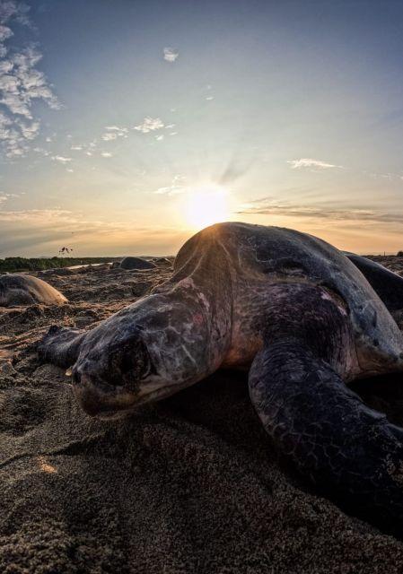Durante la temporada 2025-2026 se han protegido más de 113 millones de huevos y un millón 263 mil anidaciones en Playa Escobilla.