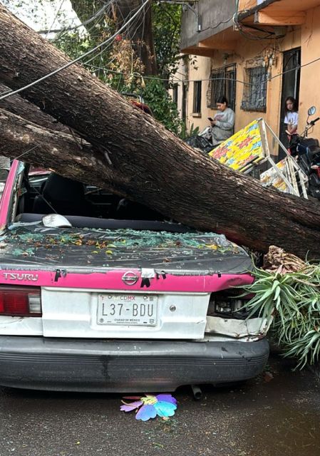 Caen varios árboles y postes