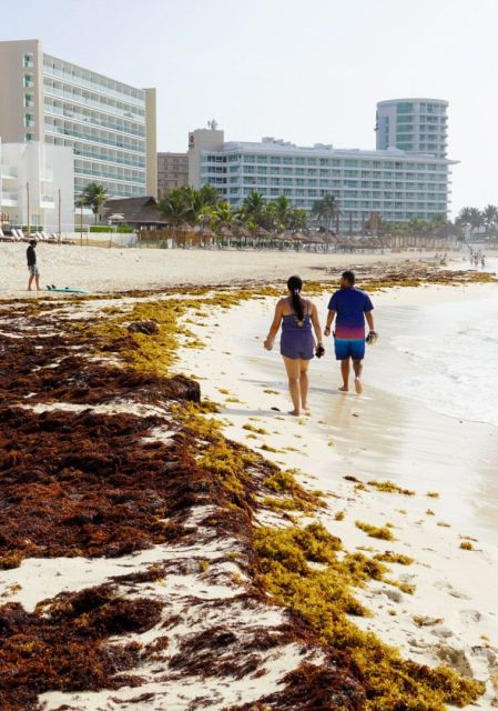 Pareja caminando por una playa con sargazo en la orilla y grandes hoteles de Cancún al fondo.