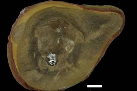 Descartan que el fósil de pulpo más antiguo sea realmente un pulpo