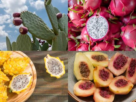 Qu frutas dan los cactus? Concelas todas