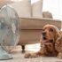 Cómo saber si tu perro está deshidratado en temporada de calor | Getty Images