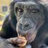 Primer plano de Nyota, un bonobo adulto, sosteniendo alimento con la mano dentro de un entorno de investigación en cautiverio, durante un estudio de la Universidad Johns Hopkins sobre cognición e imaginación en grandes simios.