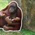nace-orangutan-borneo-zoologico-madrid-especie-peligro-extincion