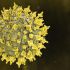 Un paciente en Israel fue diagnosticado con hantavirus después de presentar síntomas compatibles con la infección.