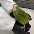La pareja pretendía traficar ilegalmente 11 pericos frente naranja (Eupsittula canicularis), y 16 loros frente blanca (Amazona albifrons), de apenas unos días de nacidos.