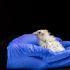 26 pollos nacieron de huevos artificiales