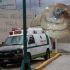 La infestación ocurre cuando las larvas de una mosca depositan sus huevecillos en heridas abiertas o lesiones de la piel