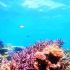 Arrecifes de coral en México