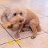 ¿Por qué mi perro vomita amarillo? Causas, señales de alerta y cuándo acudir al veterinario