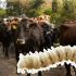 El gusano barrenador deposita sus huevos en heridas abiertas y sus larvas se alimentan de tejido vivo.