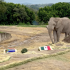Elefante predice ganador en partido entre México y Sudáfrica.