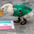 Merlín, el pato que ha conquistado en el Mundial, tiene su propio corrido