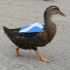 Un rival le ha surgido a Merlín en México, un pato que apoya a Escocia