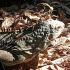 Los reptiles que fueron rescatados en diferentes intervenciones realizadas en la vía pública, jardines, empresas y domicilios particulares.