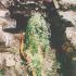 Tate Modern de Londres inaugura la mayor retrospectiva de Ana Mendieta