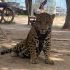 De acuerdo con la información, el felino que se encontraba sujeto con una correa y un arnés, alcanzó al menor y lo mordió.