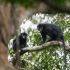 El Colobus congoensis fue identificado como una nueva especie de mono en el Congo.