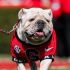 Uga ha sido la mascota oficial de los Bulldogs de Georgia desde 1956