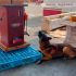 La detección ocurrió en la Aduana del Aeropuerto Internacional de la Ciudad de México, durante la inspección de un embarque de exportación.