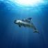 Los 21 miembros del Comité del Patrimonio Mundial de la UNESCO hicieron un fuerte llamado de atención a México, en la protección de la vaquita marina.