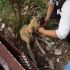 maltrato animal, mascotas, animales, perros, estado de México