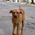 Perrito en la calle