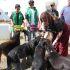 Perros rescatados del Refugio Franciscano.