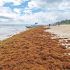 Playa de Quintana Roo repleta de sargazo.