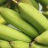 ¿Se pueden comer los plátanos verdes?