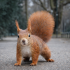 Ardilla roja observando a la cámara en un parque urbano, con la cola erguida, sobre un sendero de tierra. Imagen representativa del papel ecológico de las ardillas en entornos naturales y urbanos.