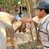 Integrante de la Senasica colocando medicamento a una res contra el gusano barrenador.