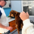 Perro rescatado de abandono es atendido en una clínica veterinaria, donde recibe valoración médica tras presentar signos de desnutrición, en Tula de Allende, Hidalgo.