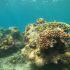 Más del 50 por ciento de los arrecifes del mundo registraron daños durante una ola de calor oceánico.