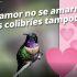 Imagen de un colibrí posado sobre una rama con fondo difuminado y corazones gráficos alusivos a San Valentín. El mensaje advierte que los colibríes cumplen funciones ecológicas esenciales y no deben utilizarse como amuletos de amor, en campaña de Profepa.