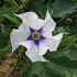 Primer plano de una flor blanca de toloache (Datura) con centro morado en forma de estrella y hojas verdes dentadas alrededor, planta conocida por sus alcaloides tropánicos y riesgos de intoxicación.