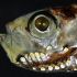 Detalle macro del ojo de un pez de aguas profundas con cabeza translúcida y dientes visibles, captado en condiciones de baja luz. La imagen ilustra adaptaciones visuales en especies mesopelágicas asociadas a un sistema de fotorreceptores híbridos.