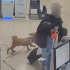 Autoridades de Las Vegas detuvieron a una mujer que dejó a su perro atado en un mostrador del aeropuerto tras no completar la documentación de viaje.