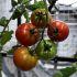 Los tomates crecen orientados hacia la luz dentro del módulo orbital.