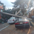 La SGIRPC reportó que otro árbol de 12 metros de longitud cayó sobre la techumbre de un cuarto de láminas