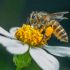 Abeja melipona: qué es y la importancia de su conservación