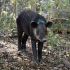 Tapir Centroamericano de pie en bosque con suelo cubierto de hojas, mostrando su cuerpo, cabeza y trompa característica, en estado de alerta.