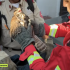 Bomberos con guantes de protección sostienen una aguililla gris juvenil herida durante maniobras de rescate en una zona habitacional urbana.